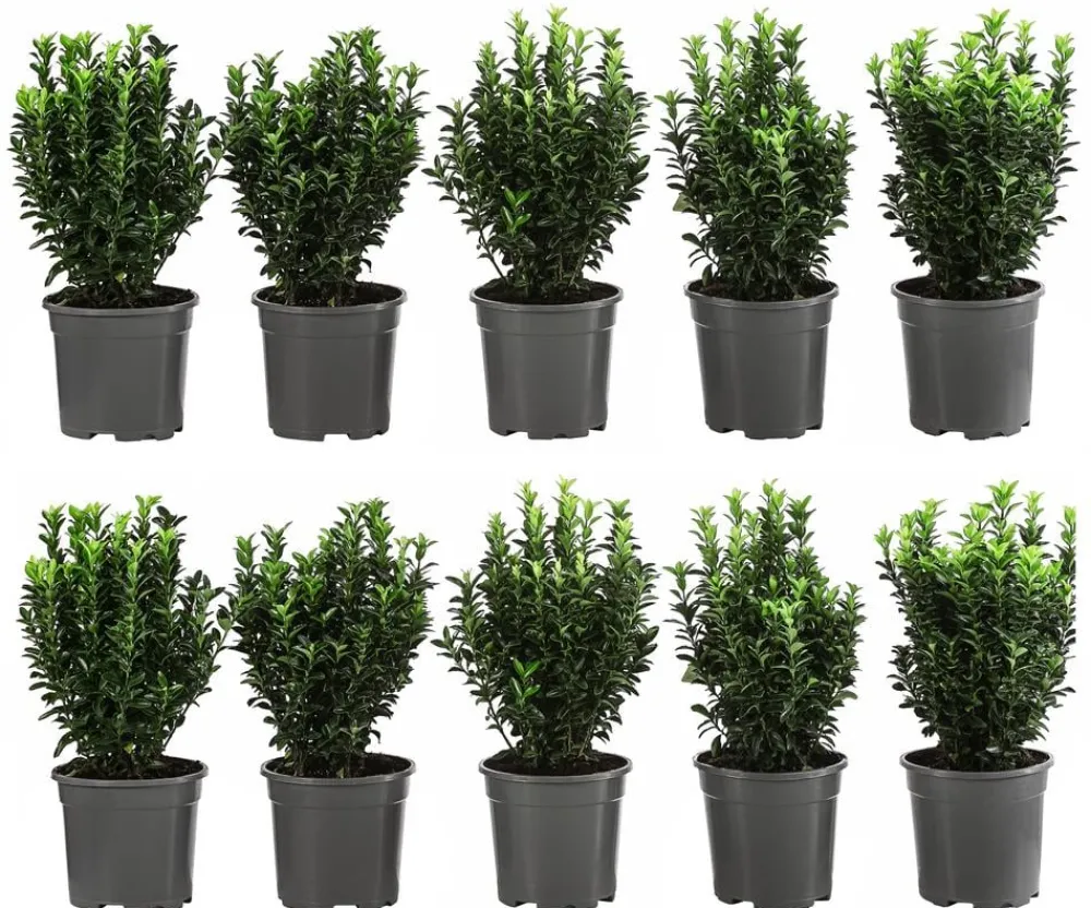 Dehner 2 Meter Säulen-Spindelstrauch 'Green Rocket', 10 x ca. 25 cm Discount