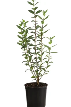 Dehner 2-3 Meter Winterer Liguster 'Atrovirens', 10 x ca. 30-35 cm Grün Discount