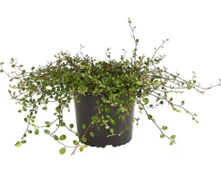 Dehner Bodendecker & Efeu|Blatt- & Schattenstauden - Mühlenbeckia Grün