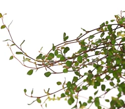 Herbstzauber Mühlenbeckia, kleinblättrig Outlet