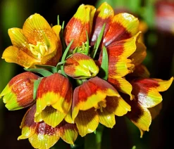 Dehner Aqua Steingartenstauden|Gartenteich·Teich­­Pflanzen > Michailovskyi-Schachbrettblume