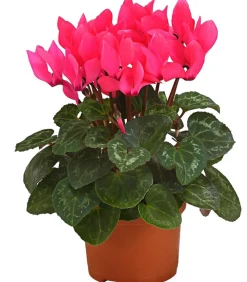 Dehner Grabschmuck & Grabgestaltung > Midi Alpenveilchen, verschiedene Farben