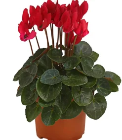Dehner Grabschmuck & Grabgestaltung > Midi Alpenveilchen, verschiedene Farben