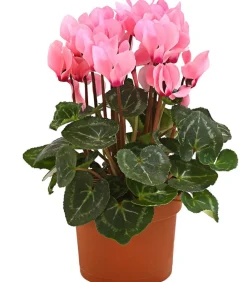 Dehner Grabschmuck & Grabgestaltung > Midi Alpenveilchen, verschiedene Farben