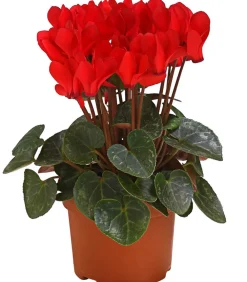 Dehner Grabschmuck & Grabgestaltung > Midi Alpenveilchen, verschiedene Farben