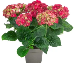 Dehner Midi Hortensie - Hydrangea macrophylla, verschiedene Farben Discount