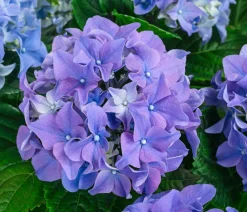 Dehner Midi Hortensie - Hydrangea macrophylla, verschiedene Farben Discount