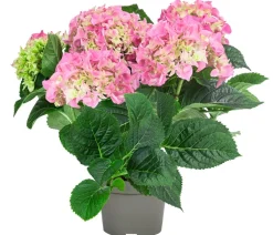 Dehner Midi Hortensie - Hydrangea macrophylla, verschiedene Farben Discount