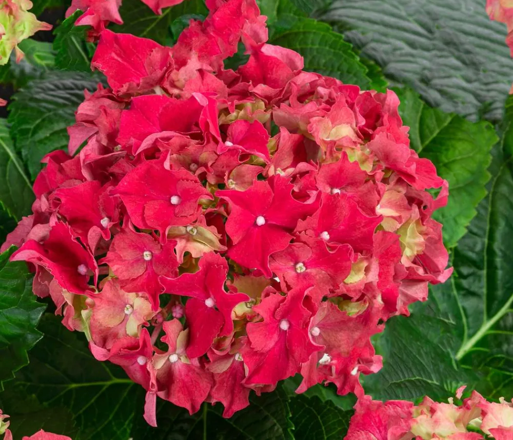 Dehner Midi Hortensie - Hydrangea macrophylla, verschiedene Farben Discount
