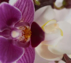 Dehner Orchideen > Midi Schmetterlingsorchideen-Duo - Phalaenopsis cultivars