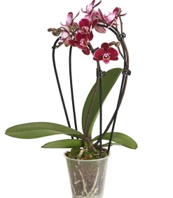 Dehner Midi Schmetterlingsorchidee - Phalaenopsis cultivars, zweitriebig, verschiedene Sorten Best