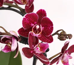 Dehner Midi Schmetterlingsorchidee - Phalaenopsis cultivars, zweitriebig, verschiedene Sorten Best
