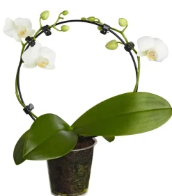 Dehner Midi Schmetterlingsorchidee - Phalaenopsis cultivars, zweitriebig, verschiedene Sorten Best
