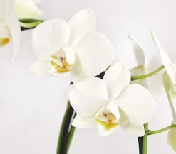 Dehner Midi Schmetterlingsorchidee - Phalaenopsis cultivars, zweitriebig, verschiedene Sorten Best