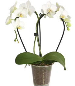 Dehner Midi Schmetterlingsorchidee - Phalaenopsis cultivars, zweitriebig, verschiedene Sorten Best