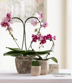 Dehner Midi Schmetterlingsorchidee - Phalaenopsis cultivars, zweitriebig, verschiedene Sorten Best