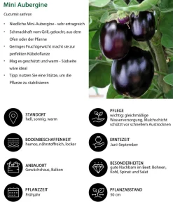 Dehner Auberginen- & Tomatenpflanzen|Gartengemüse > Mini Aubergine