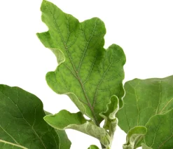 Dehner Auberginen- & Tomatenpflanzen|Gartengemüse > Mini Aubergine