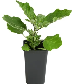 Dehner Auberginen- & Tomatenpflanzen|Gartengemüse > Mini Aubergine