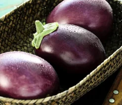 Dehner Mini Aubergine Lila Hot