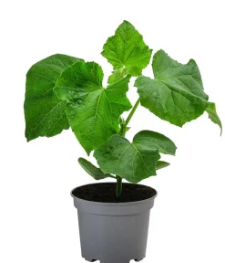 Dehner Zucchini- & Gurkenpflanzen > Minigurke