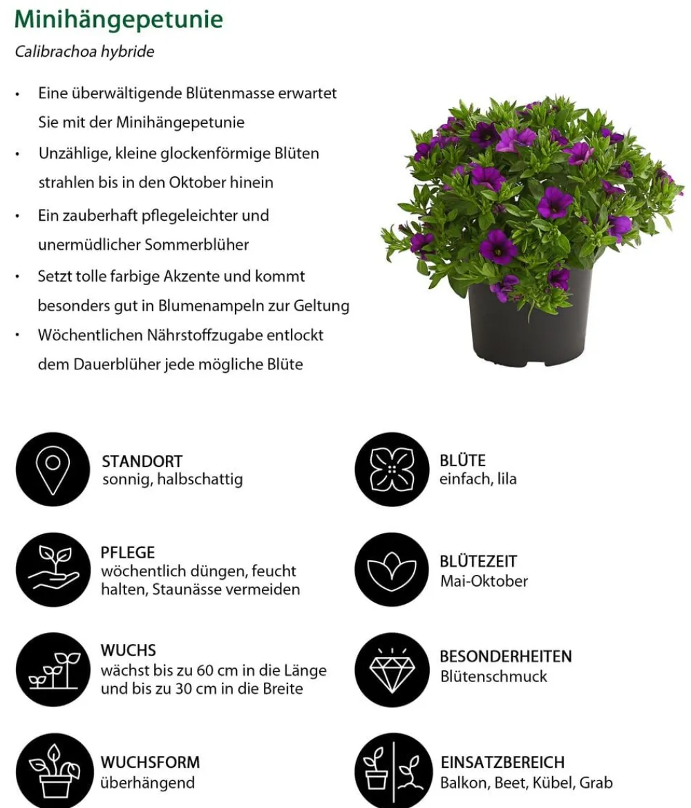 Dehner Petunien|Hängende Sommerblüher > Minihängepetunie