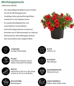 Dehner Minihängepetunie Rot Clearance
