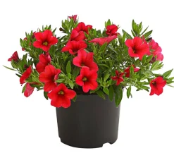 Dehner Minihängepetunie Rot Clearance