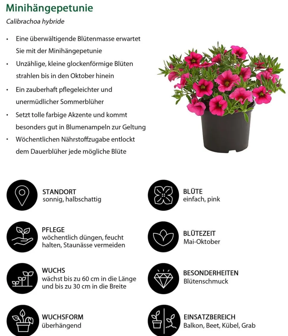 Dehner Petunien|Hängende Sommerblüher - Minihängepetunie Pink