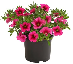 Dehner Petunien|Hängende Sommerblüher - Minihängepetunie Pink