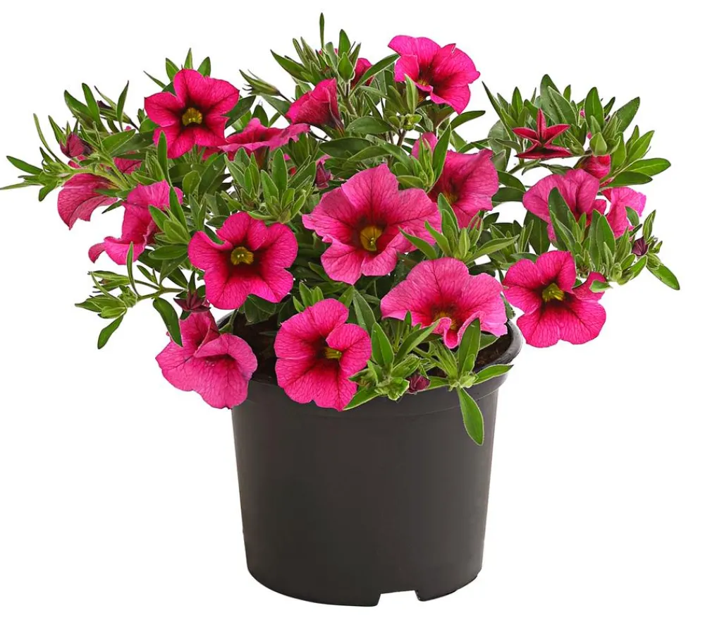 Dehner Petunien|Hängende Sommerblüher - Minihängepetunie Pink