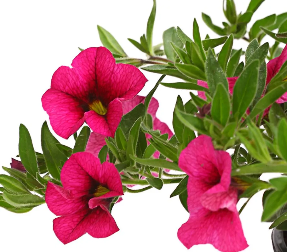 Dehner Petunien|Hängende Sommerblüher - Minihängepetunie Pink