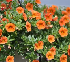 Dehner Minihängepetunie, Orange Hot