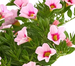Dehner Petunien|Sommerblumen > Minihängepetunie 'Rosenauge'