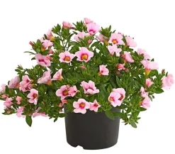 Dehner Petunien|Sommerblumen > Minihängepetunie 'Rosenauge'