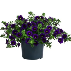 Dehner Petunien|Sommerblumen > Minihängepetunie, verschiedene Farben