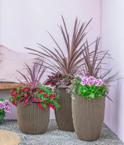 Dehner Petunien|Sommerblumen > Minihängepetunie, verschiedene Farben