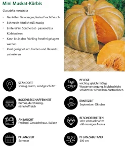 Dehner Gartengemüse|Melonen- & Kürbispflanzen - Mini Muskat-Kürbis Orange