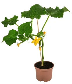 Dehner Zucchini- & Gurkenpflanzen - Mini Schlangengurke Grün