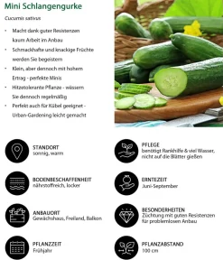 Dehner Zucchini- & Gurkenpflanzen - Mini Schlangengurke Grün