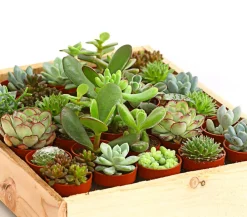 Dehner Sukkulenten|Zimmerpflanzen-Sets > Mini Sukkulenten-Set, verschiedene Sorten in Holzkiste, 30-teilig