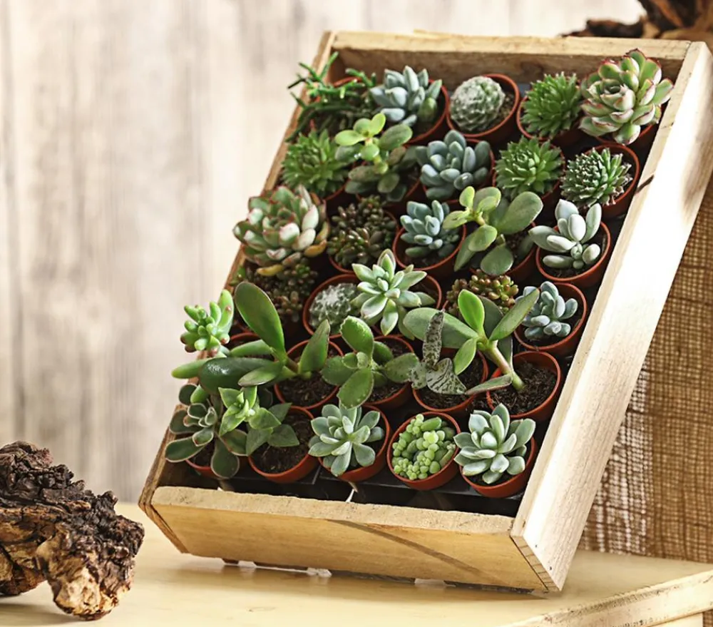Dehner Sukkulenten|Zimmerpflanzen-Sets > Mini Sukkulenten-Set, verschiedene Sorten in Holzkiste, 30-teilig