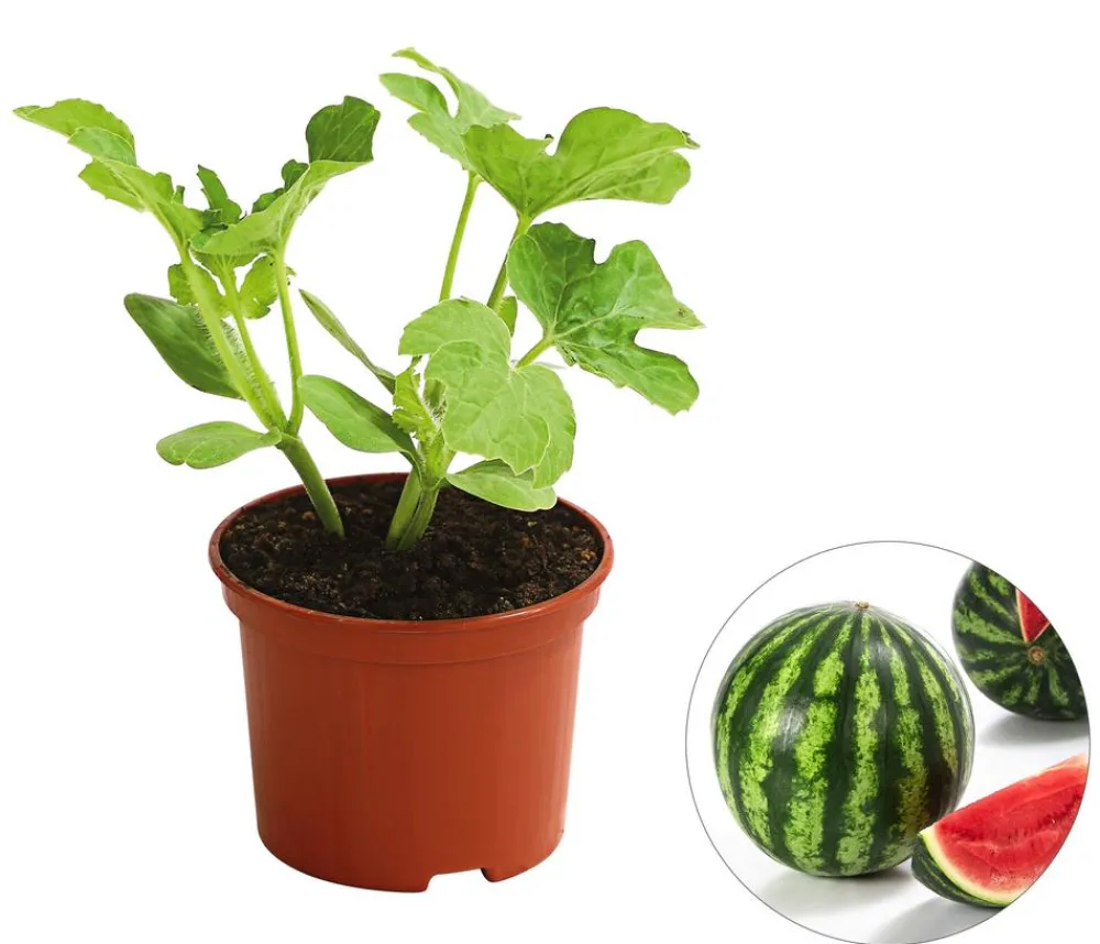 Dehner Weinreben & Gartenobst|Melonen- & Kürbispflanzen - Mini Wassermelone