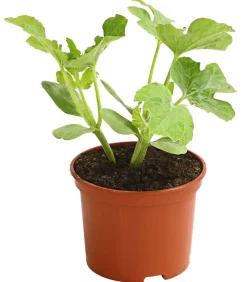 Dehner Weinreben & Gartenobst|Melonen- & Kürbispflanzen - Mini Wassermelone