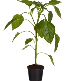 Dehner Mintpaprika Rot