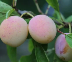 Dehner Obstbäume|Zwetschgen- & Pflaumenbäume > Mirabelle 'Nancy'