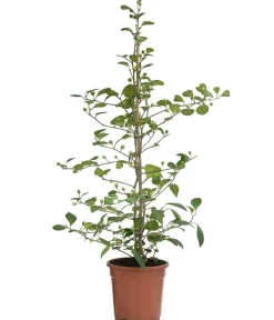 Dehner Mistelfeige - Ficus deltoidea Grün Outlet