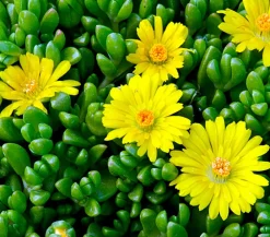 Dehner Steingartenstauden - Mittagsblume Gelb