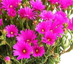 Dehner Terrassenpflanzen - Mittagsblume, Busch