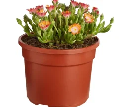 Dehner Steingartenstauden > Mittagsblume 'Firespinner', verschiedene Farben